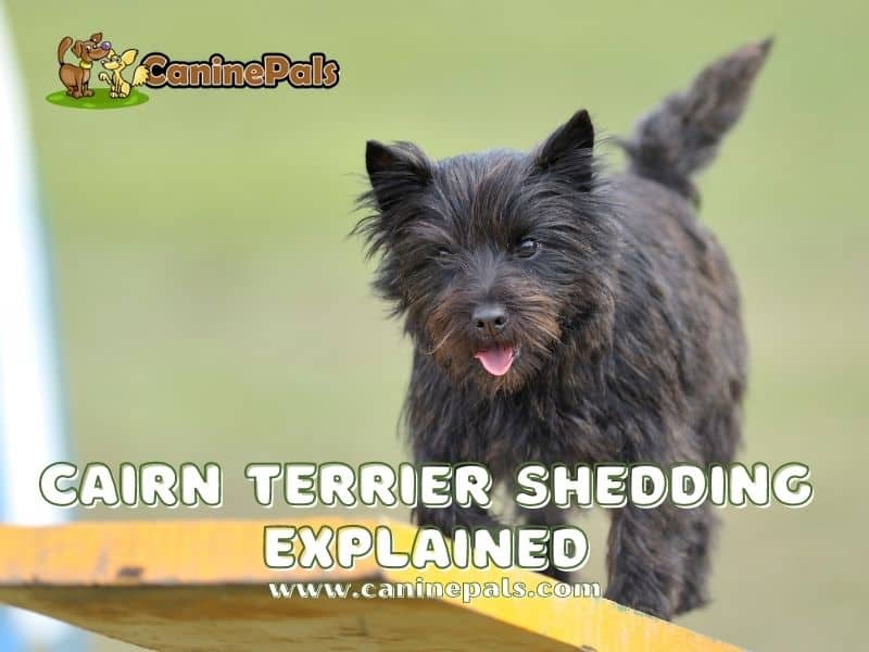 Cairn Terrier Shedding