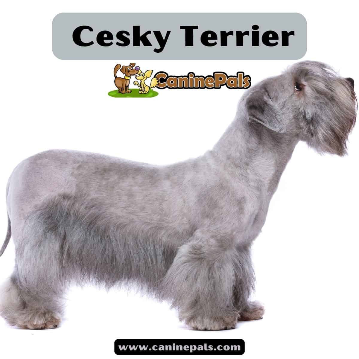 Cesky Terrier