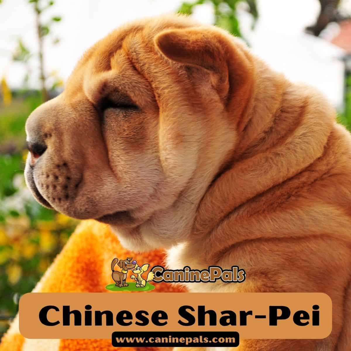 Chinese Shar-Pei