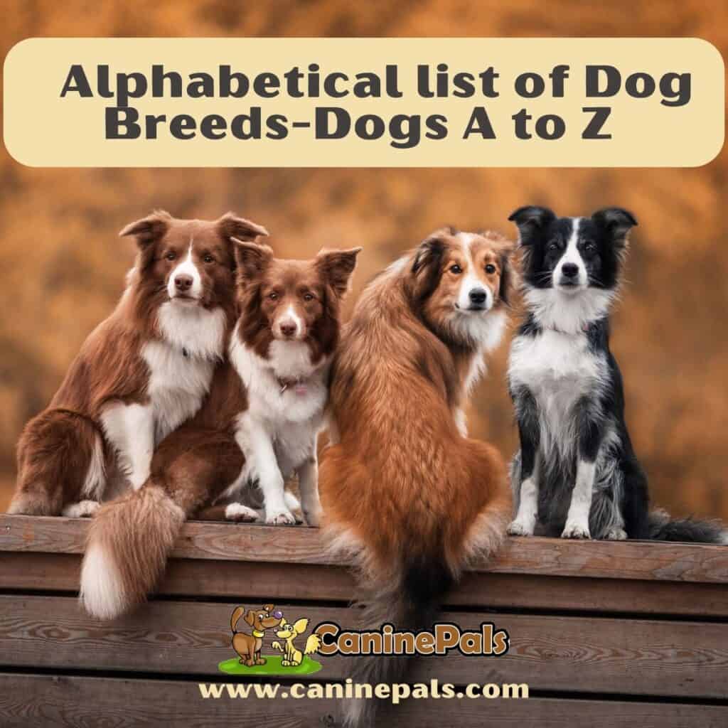 Dog Breeds Alphabetical Dogs A to Z Canine Pals
