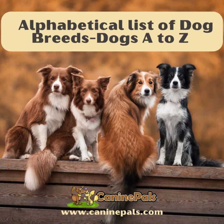 Dog Breeds Alphabetical-Dogs A To Z - Canine Pals