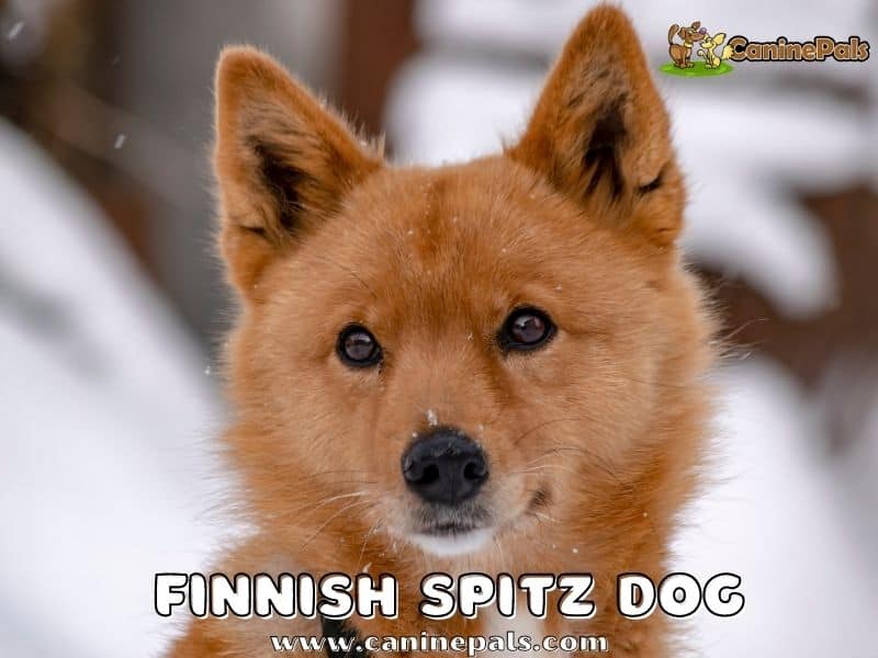 Finnish Spitz Dog