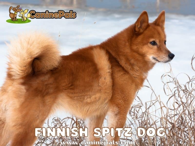 Finnish Spitz Dog