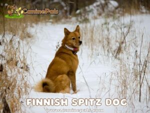 Finnish Spitz Dog