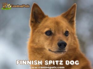 Finnish Spitz Dog