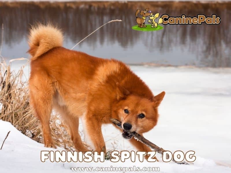 Finnish Spitz Dog