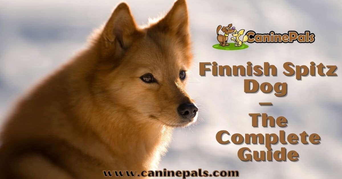 Finnish Spitz Dog