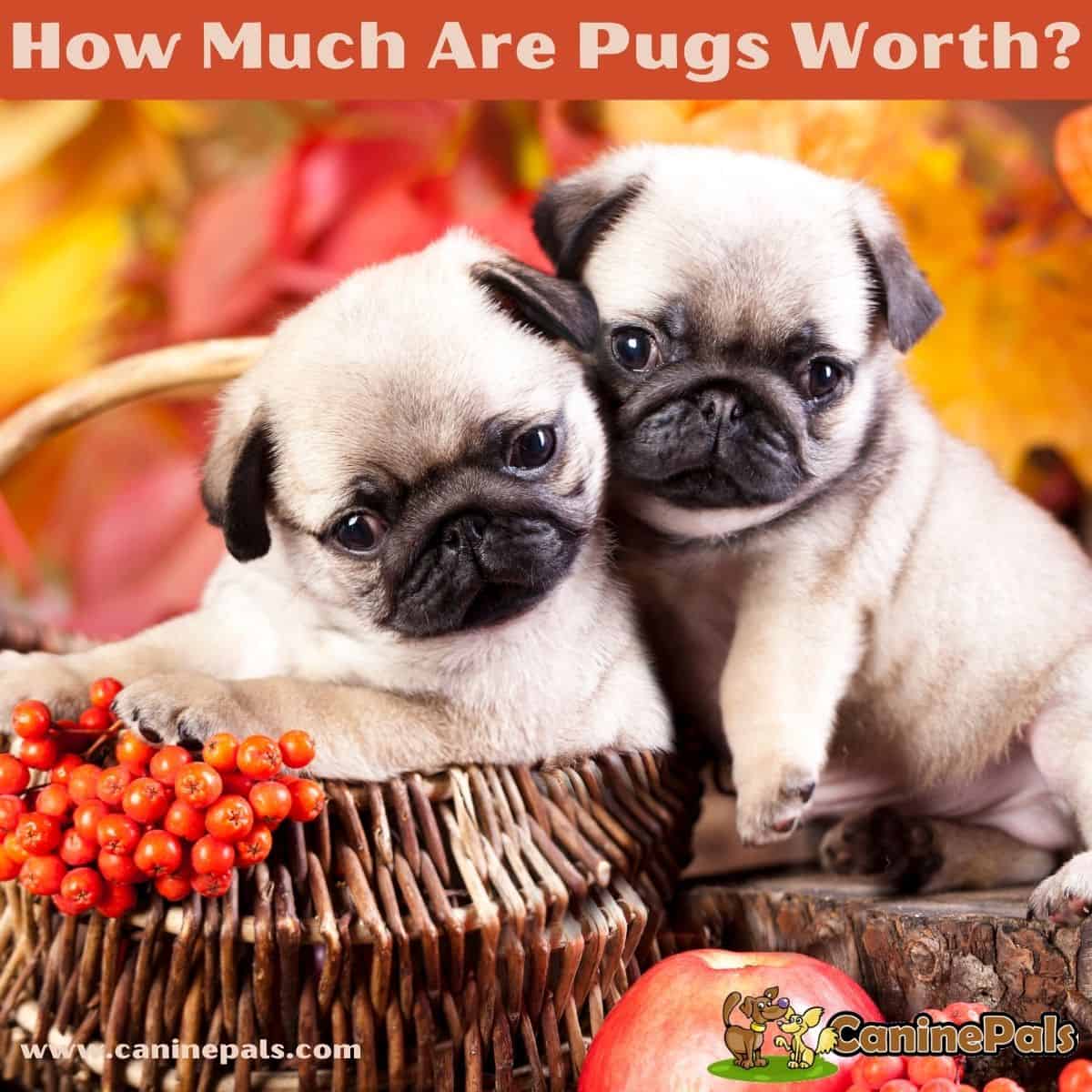 How Much Are Pugs Worth? 