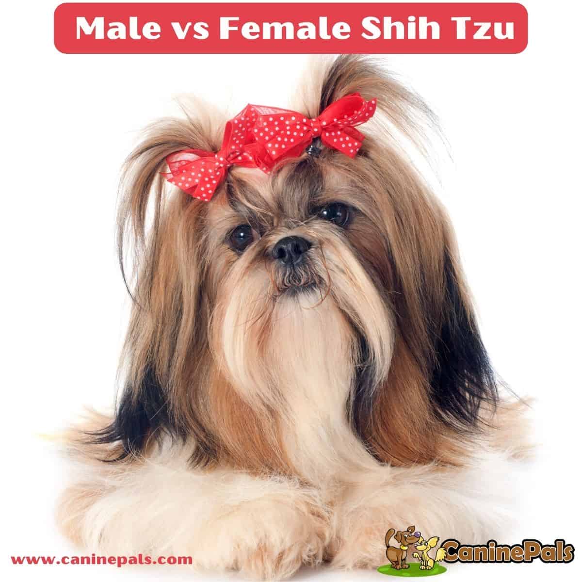 Male vs Female Shih Tzu