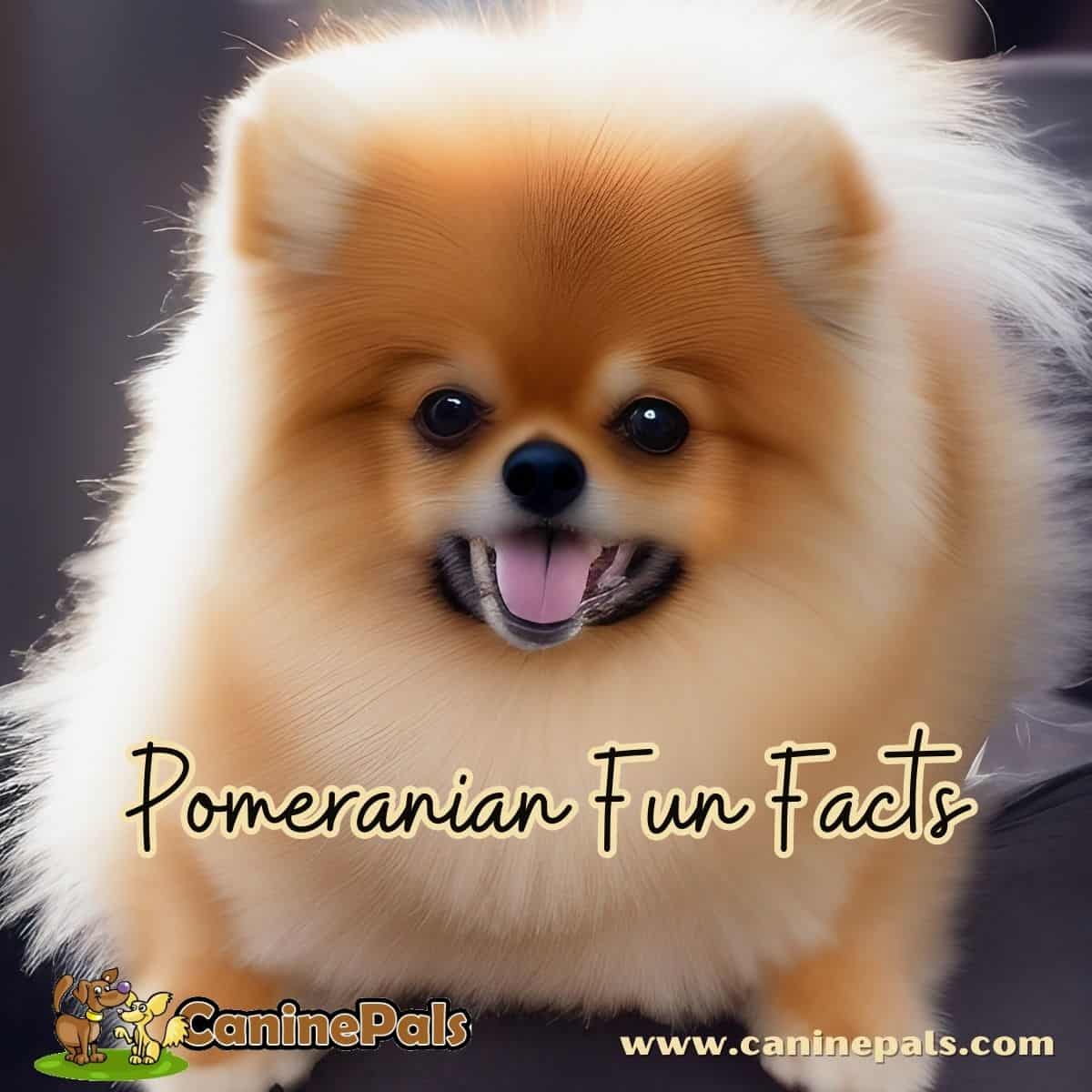 Straight hair outlet pomeranian