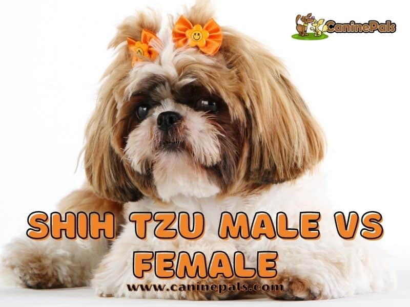 Shih Tzu Male VS Female