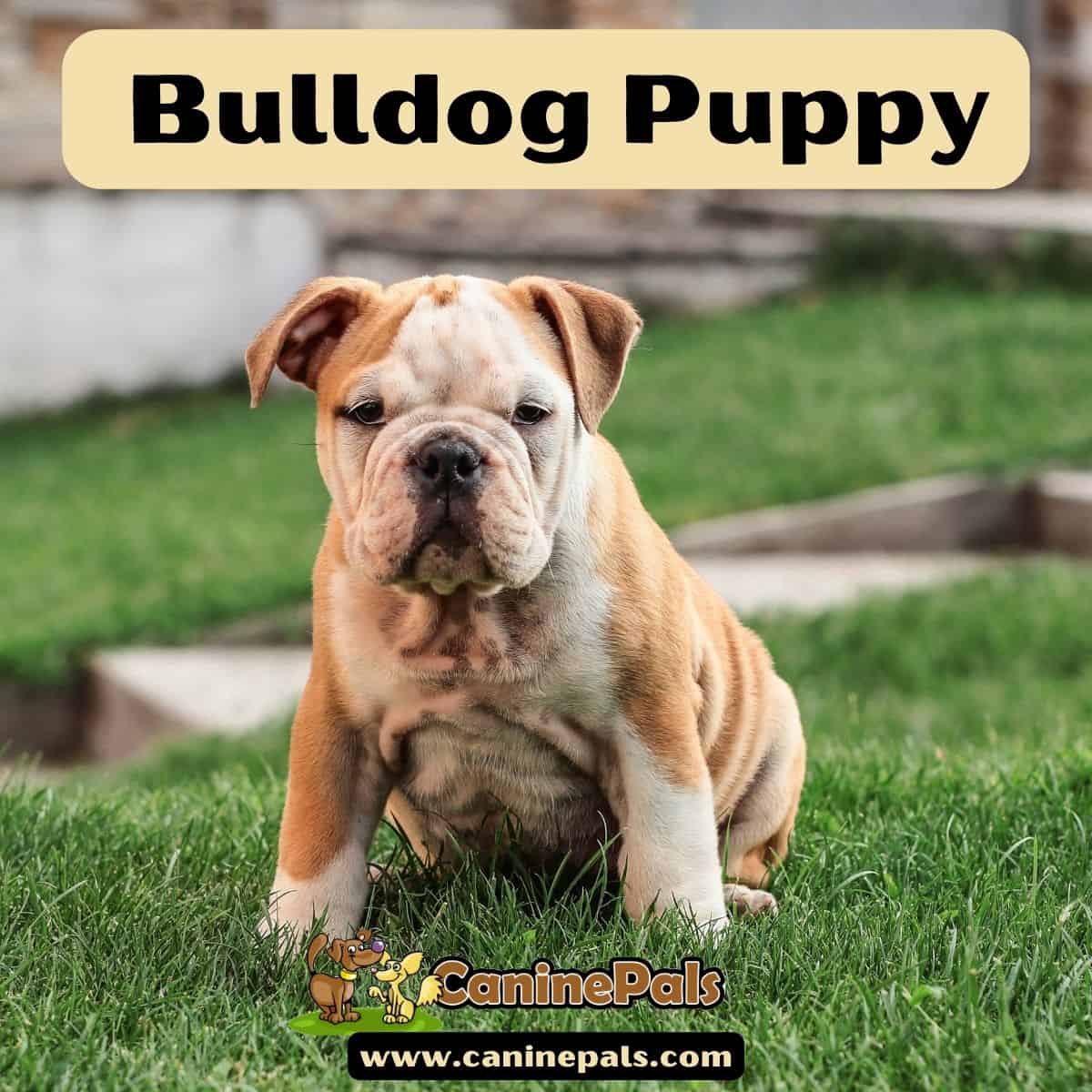 Bulldog Puppy