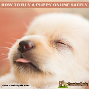 How to buy a puppy online safely.
