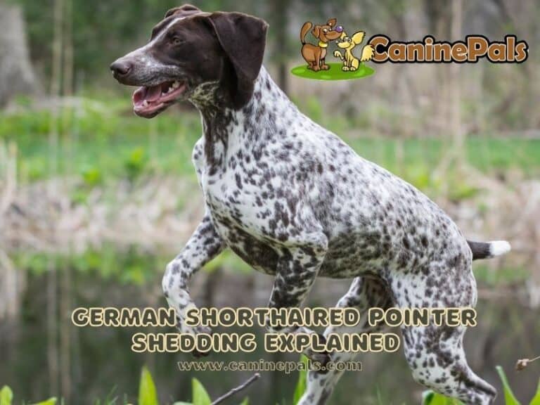 Do German Shorthaired Pointers Shed a Lot? Canine Pals