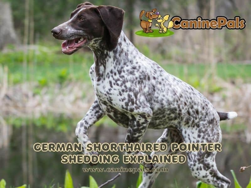 german shorthaired pointer shedding EXPLAINED