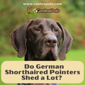 Do German Shorthaired Pointers Shed a Lot?