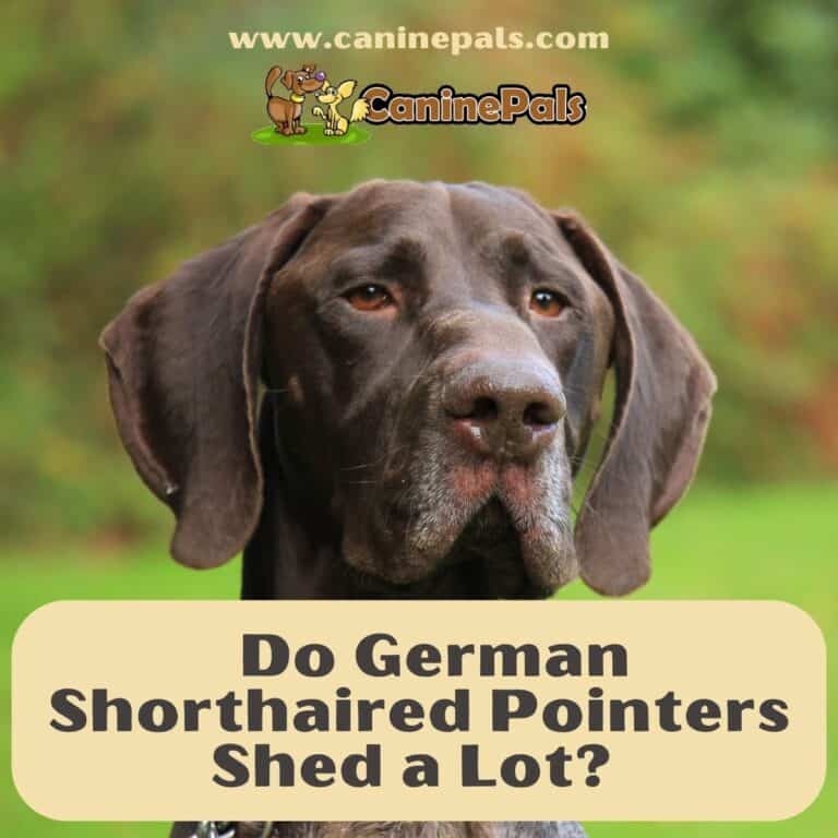 Do German Shorthaired Pointers Shed a Lot? Canine Pals