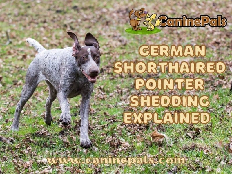 German Shorthaired Pointer shedding explained