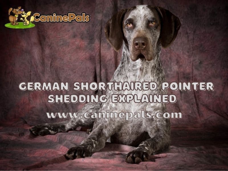 German Shorthaired Pointer shedding explained