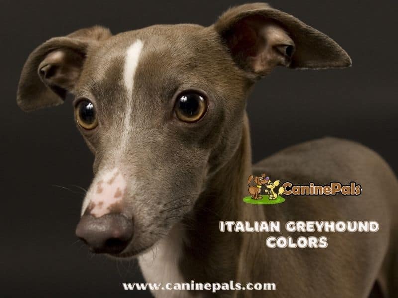 Italian Greyhound Colors 
