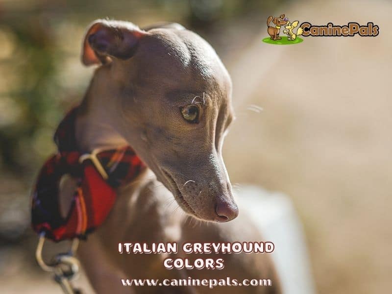 Italian Greyhound Colors 