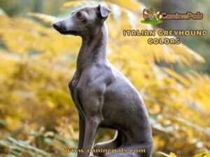 Italian Greyhound Colors