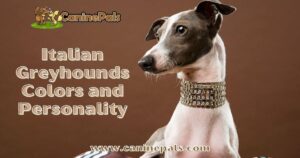 A Look into Italian Greyhound Colors and Personality