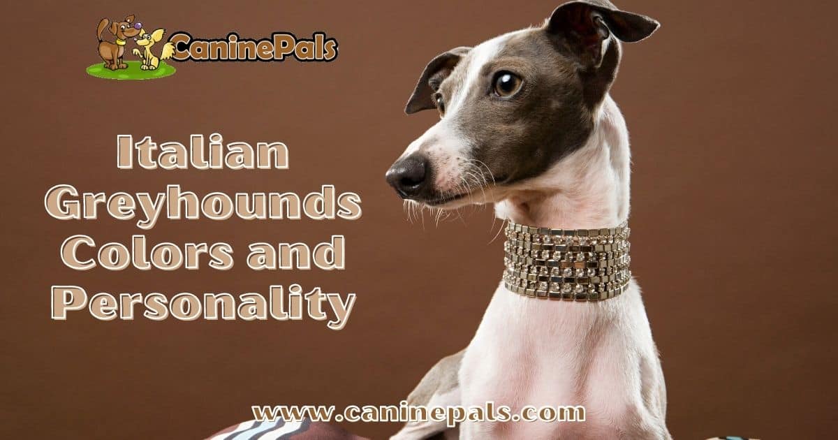 Italian Greyhounds Colors