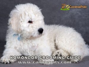 Komondor Grooming Guide