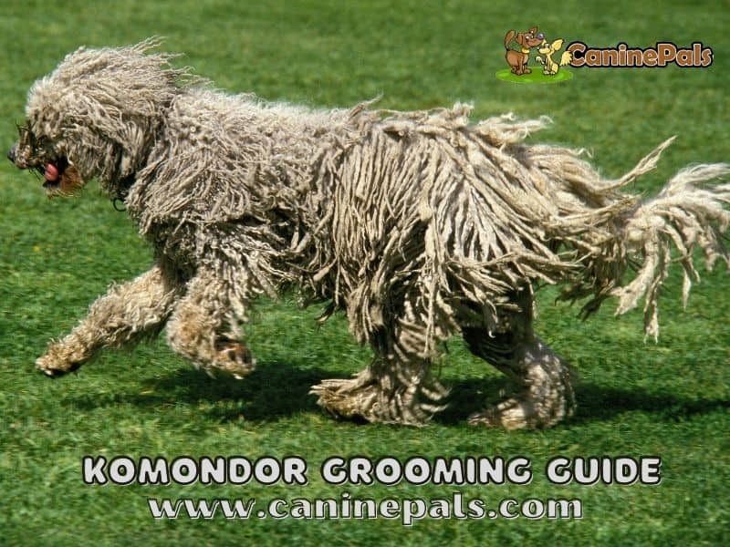 Komondor Grooming