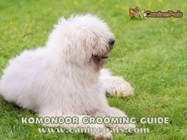 A Komondor Grooming Guide to keep your Mop Dog Pretty & Clean - Canine Pals