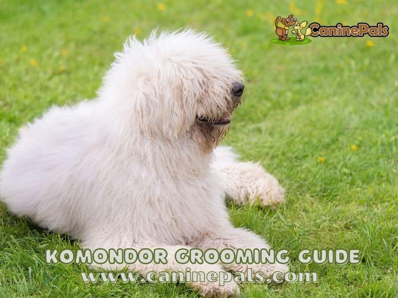 Komondor Grooming