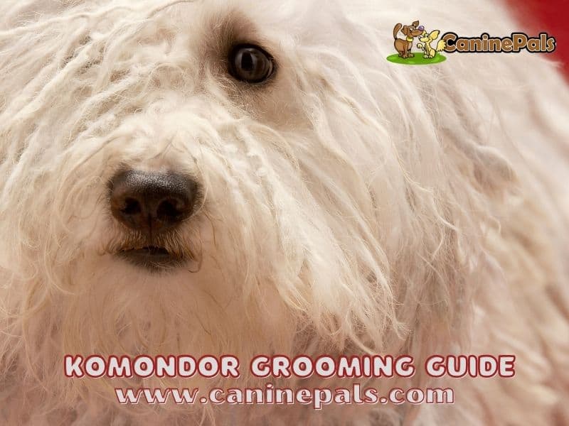 https://caninepals.com/komondor/