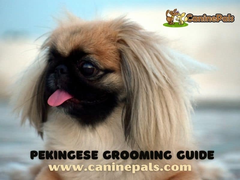 Pekingese Grooming Guide