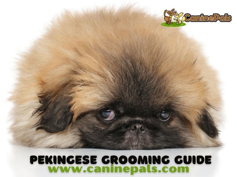 Pekingese Grooming Guide 4 