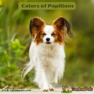 Colors of Papillons