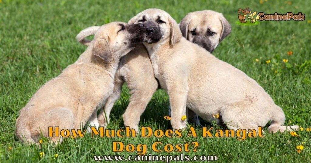 How Much Does A Kangal Dog Cost? Canine Pals