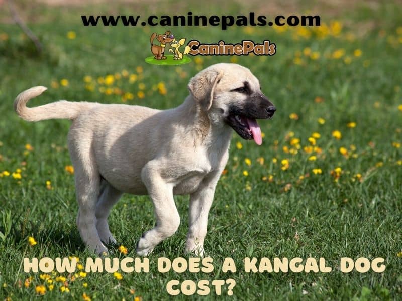 how much do kangal dogs cost