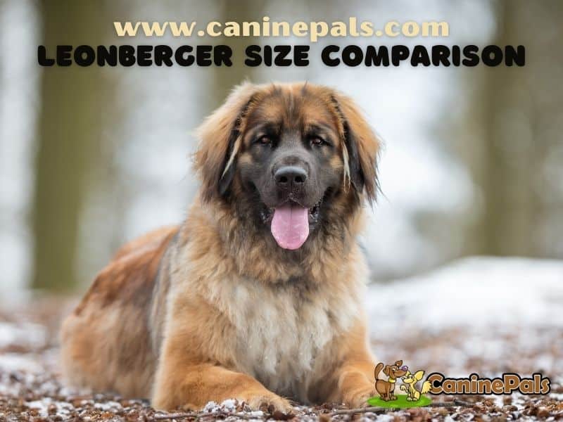 Leonberger Size Comparison