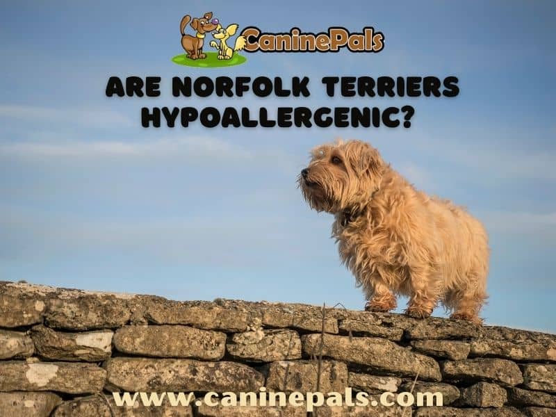 are norfolk terrier hypoallergenic