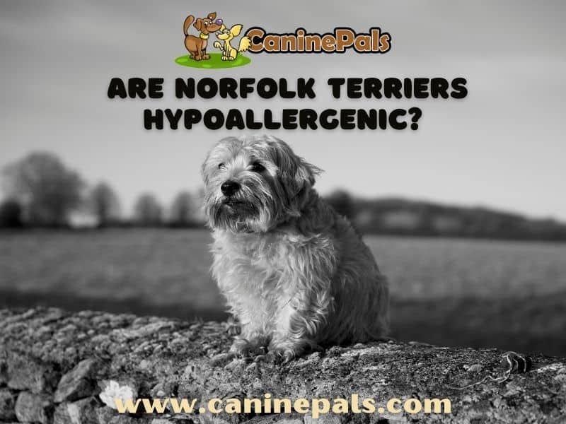 are norfolk terrier hypoallergenic