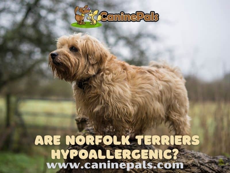 Is The Norfolk Terrier Hypoallergenic or Not?