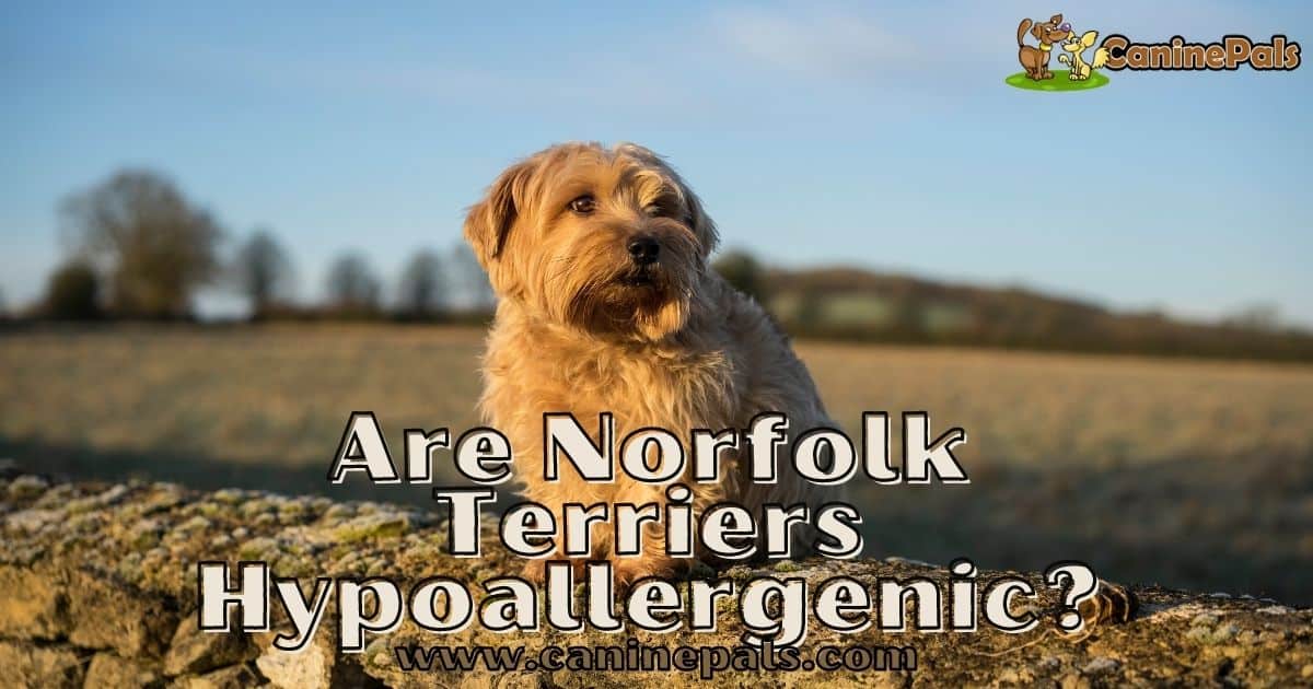 are norfolk terriers hypoallergenic