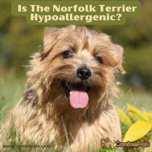 Is The Norfolk Terrier Hypoallergenic?