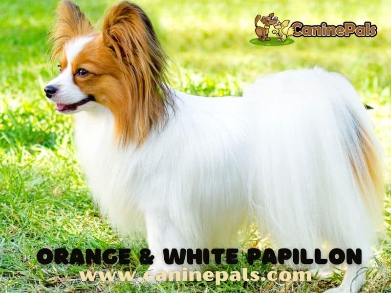 Orange and White Papillon