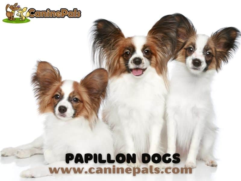 Papillon Dogs