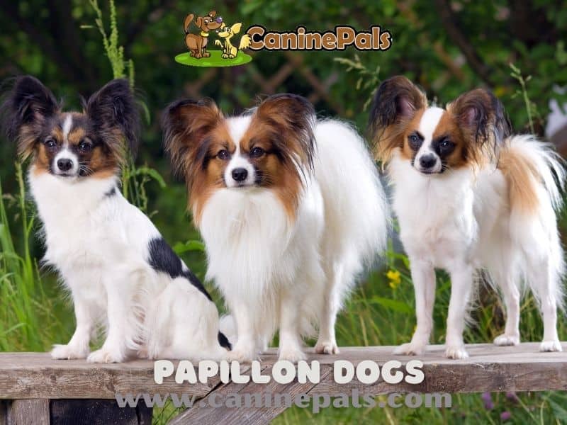 Papillon Dogs