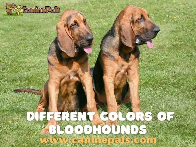 are bloodhounds loyal