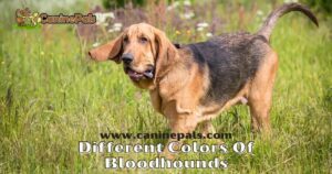 Different Colors Of Bloodhounds