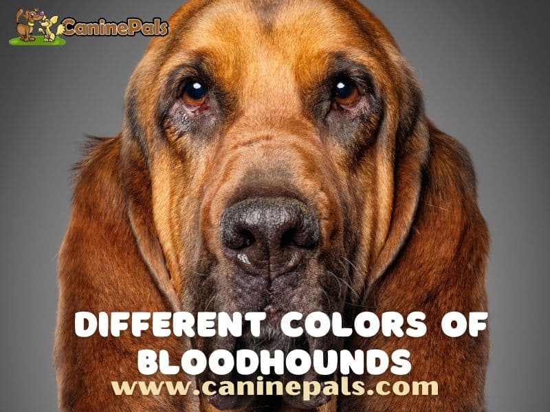 Different colors of bloodhounds